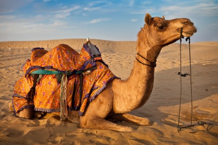 camel-safari-thar-desert